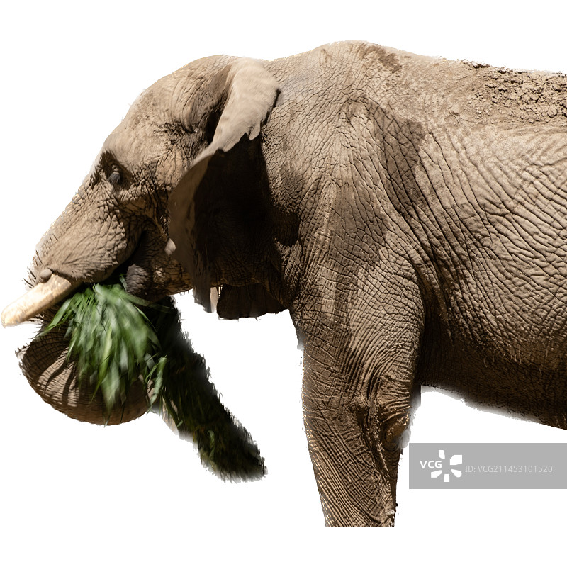 白色背景的吃草的大象图片素材