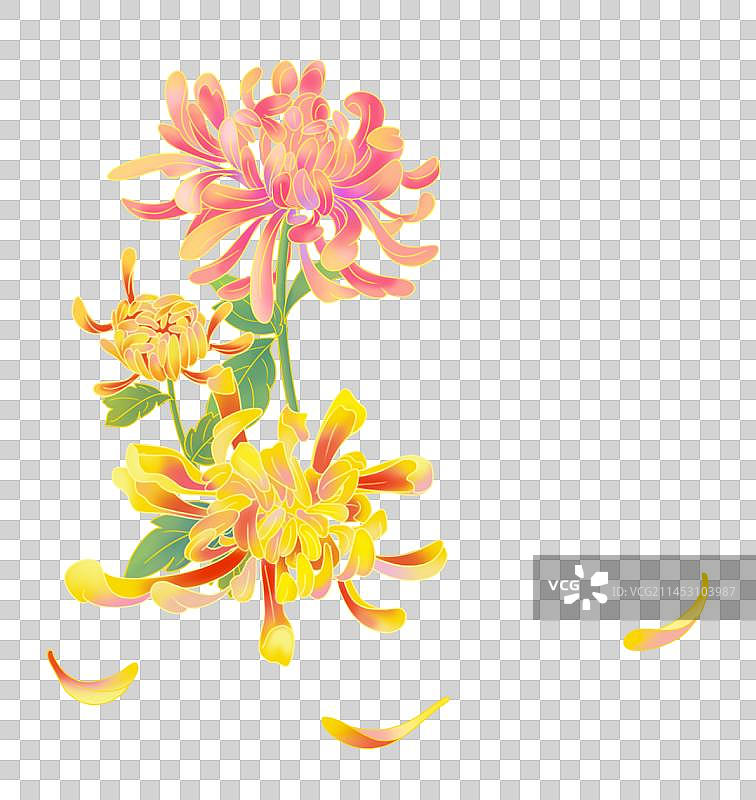 菊花秋天金菊图片素材