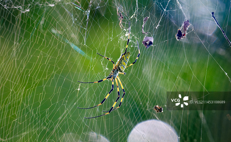 丛林的的蜘蛛图片素材