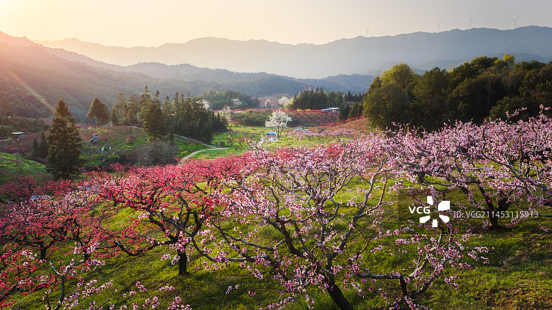 航拍唯美的花期盛开的桃花园图片素材