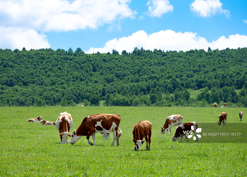 内蒙古草原上的牛群图片素材