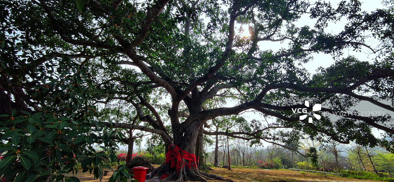 海南奇观“六体连榕”图片素材
