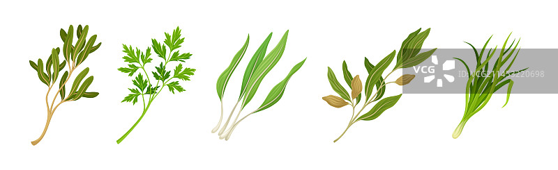 用作香料和调味品的厨房香草或香料草本植物图片素材