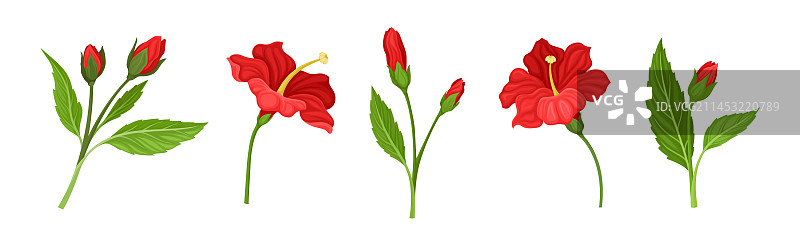 热带红色芙蓉花与绿叶图片素材