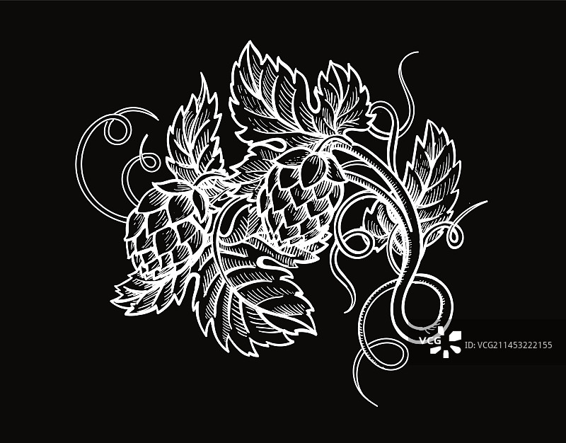 啤酒花白色雕刻啤酒花枝图片素材
