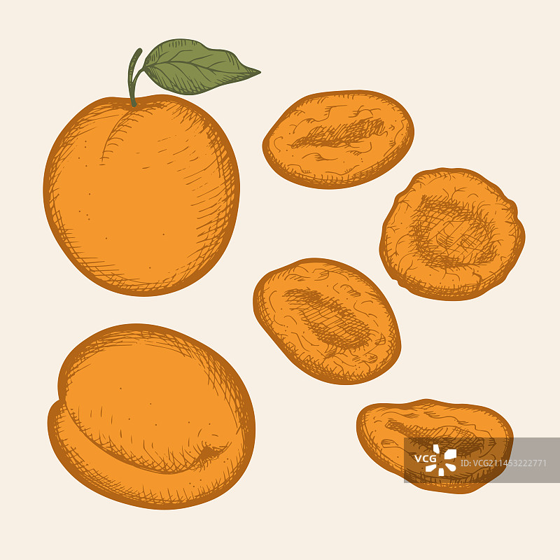 杏干素描图片素材