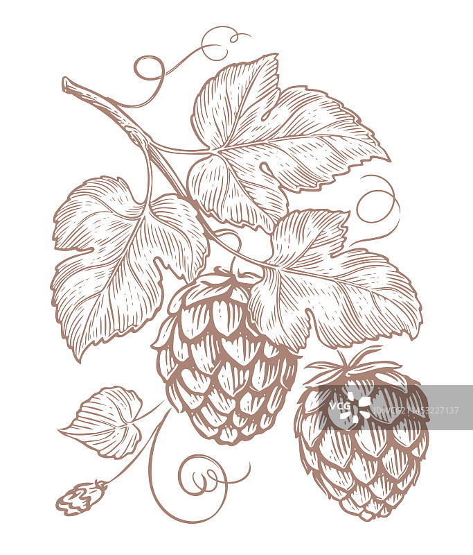 啤酒花球果和叶子枝条图片素材