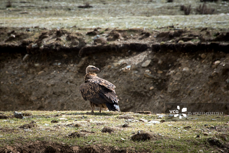 路边的秃鹫图片素材