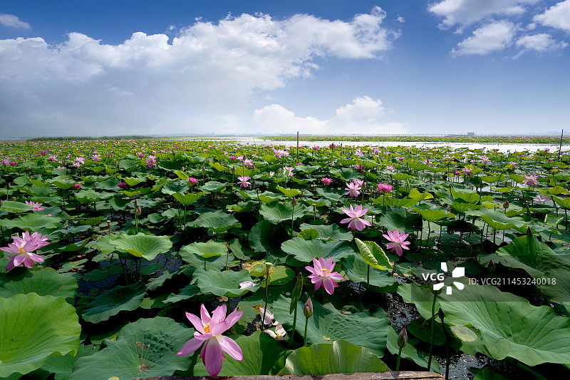 山东省济宁市微山岛风光图片素材