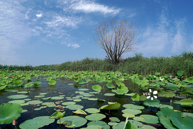 山东省济宁市微山岛风光图片素材