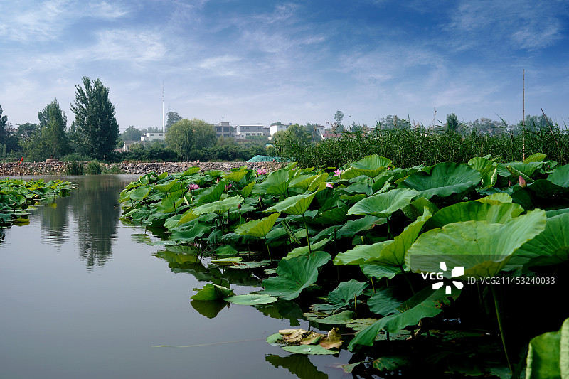 山东省济宁市微山岛风光图片素材
