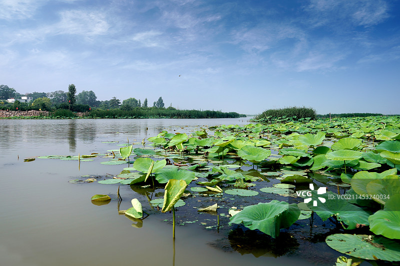 山东省济宁市微山岛风光图片素材