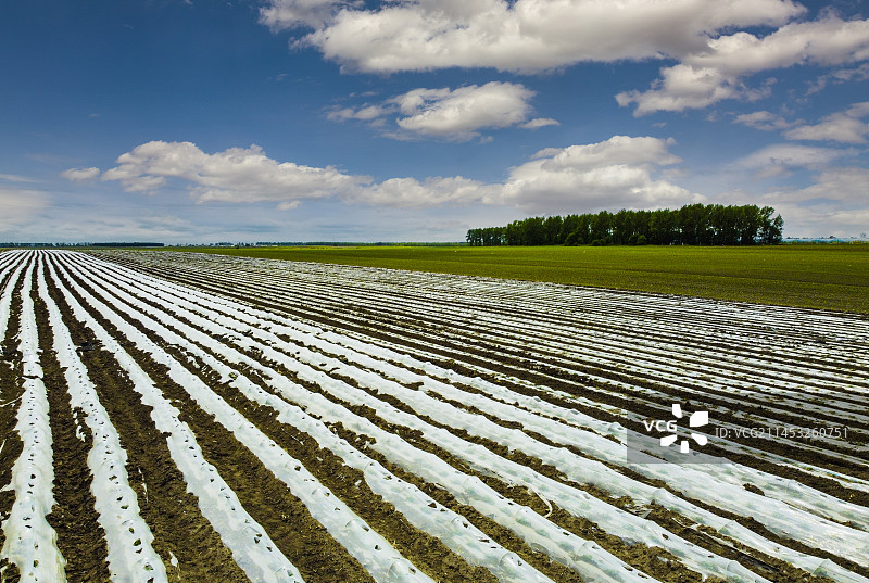 航拍富锦三江平原覆膜大地图片素材