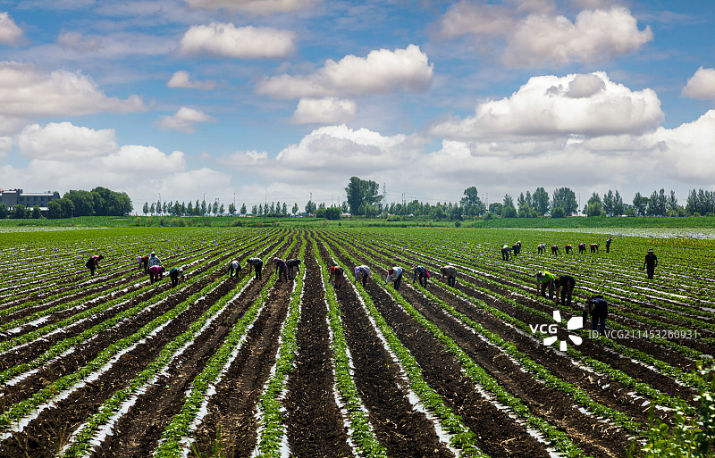三江平原覆膜大地图片素材