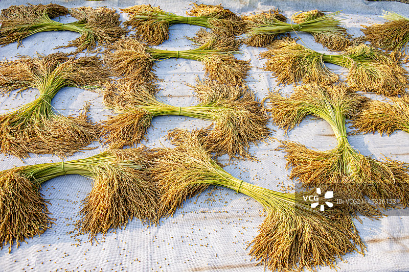 贵州省黔东南苗族侗族自治州从江县加榜乡加车村民正在晾晒稻谷图片素材
