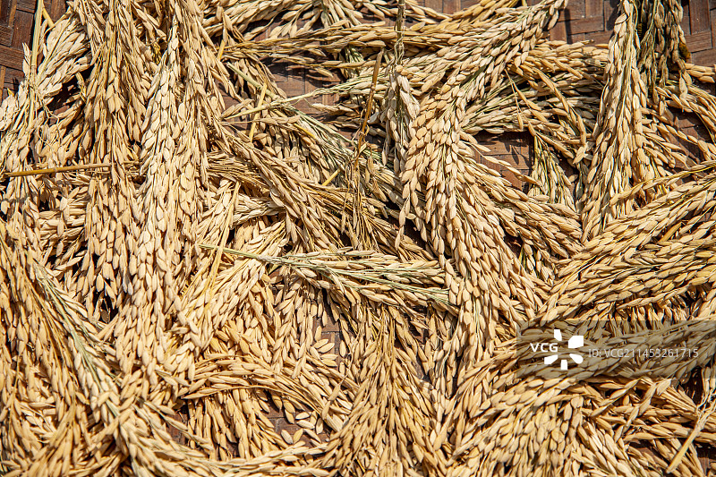 贵州省黔东南苗族侗族自治州黎平县肇兴侗寨房前晾晒稻谷图片素材