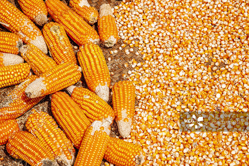 广西桂林市龙胜各族自治县平安壮族寨房前晾晒玉米图片素材
