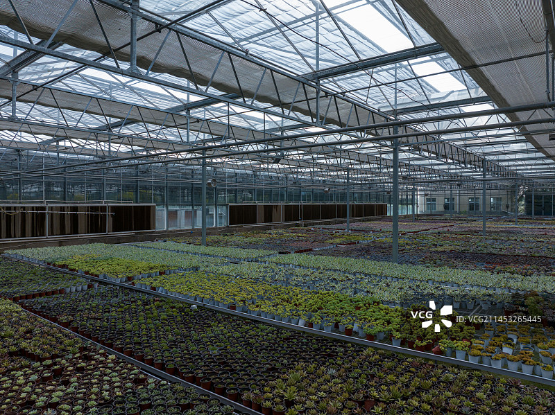 河南省郸城县多肉温室大棚种植基地多肉花卉图片素材