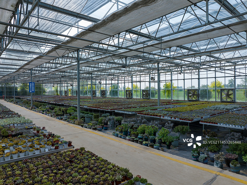 河南省郸城县多肉温室大棚种植基地多肉花卉图片素材