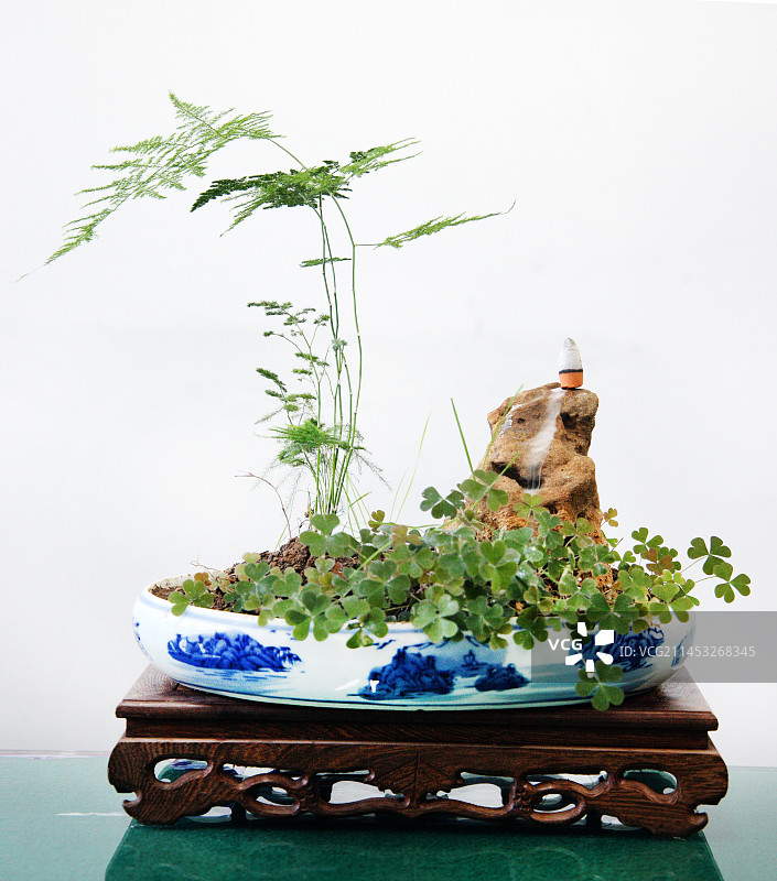 文竹盆景图片素材