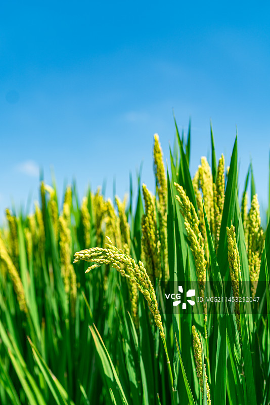 水稻 稻田 农村 秋分 丰收图片素材