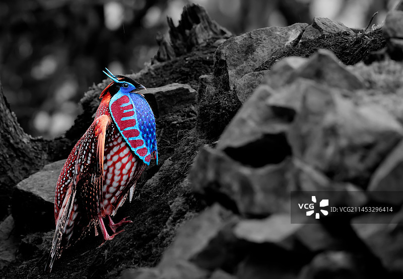 红腹角雉《华丽炫爱》 Temminck’s Tragopan图片素材