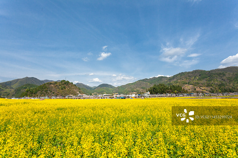 陕西汉中油菜花海图片素材