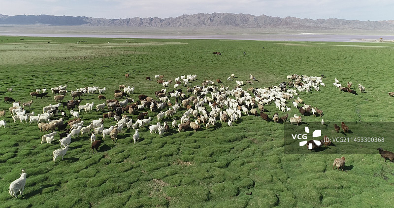 新疆伊吾：草原如绿毯，牛羊慢生活，生态美如画图片素材
