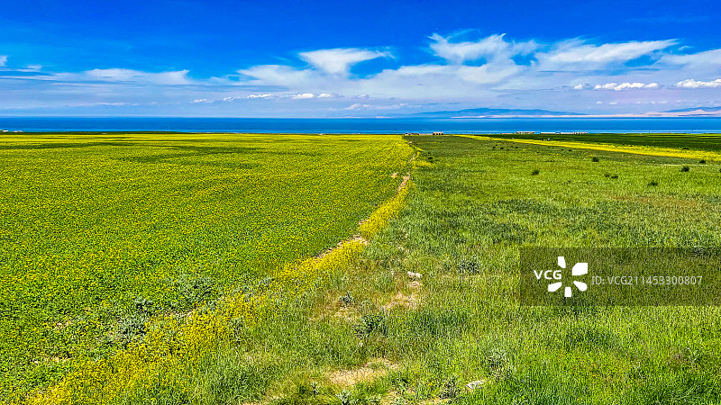青海湖油菜花图片素材