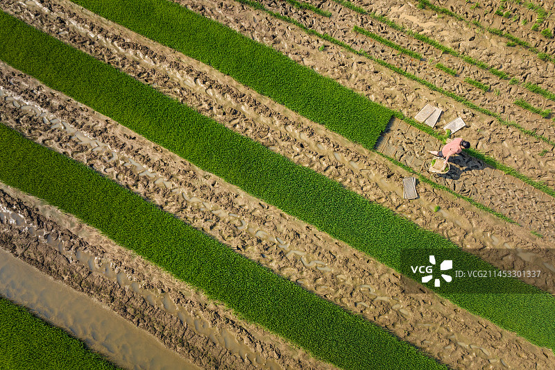 春耕备耕插秧图片素材