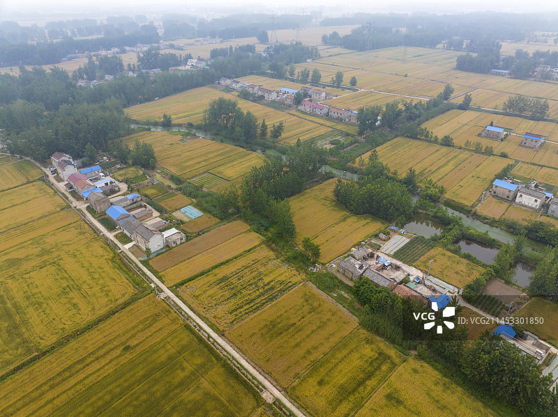 苏北平原小麦丰收在望图片素材