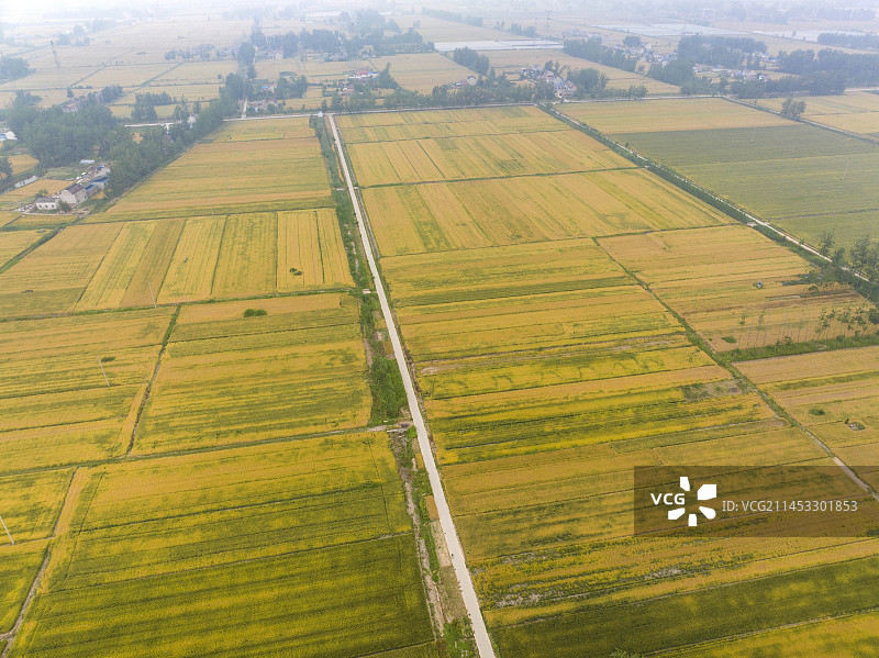 苏北平原小麦丰收在望图片素材
