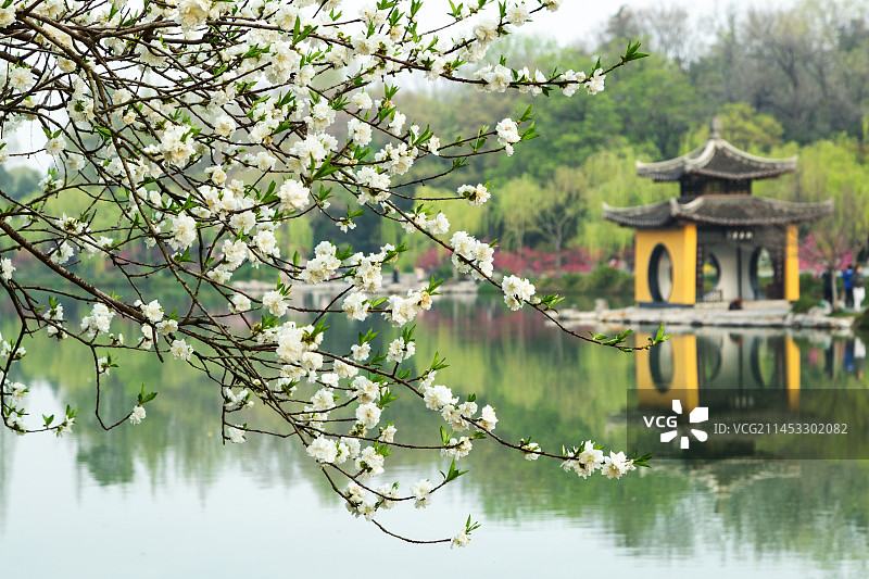 春色满园图片素材