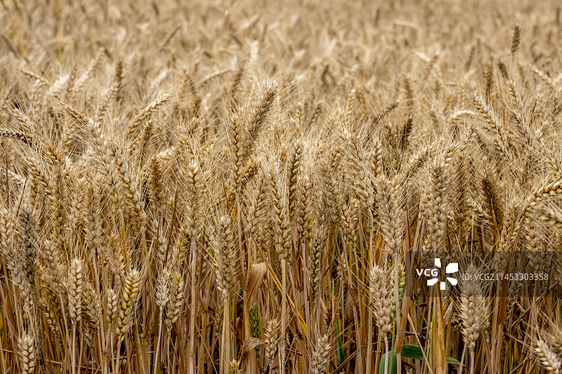 河南小麦受“烂场雨”影响部分麦穗发黑图片素材