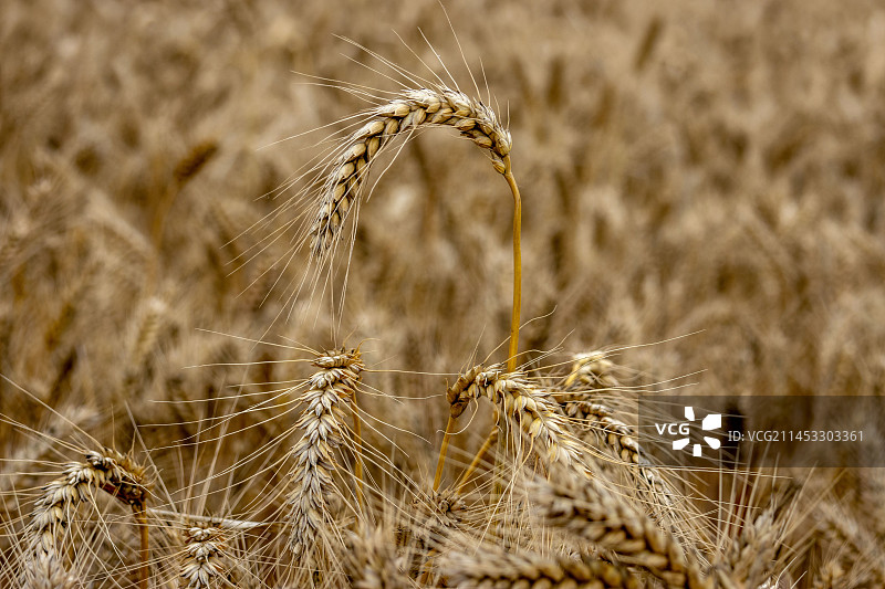 河南小麦受“烂场雨”影响部分麦穗发黑图片素材