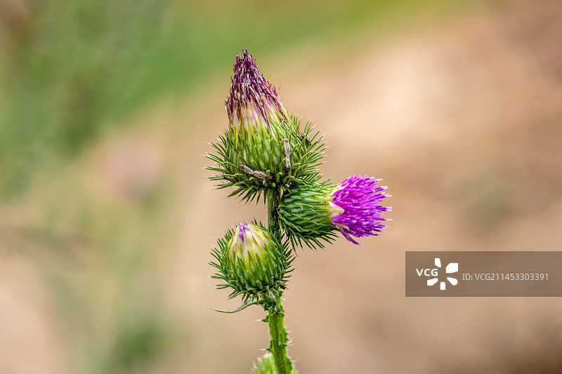 小蓟开花图片素材