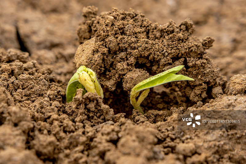 豇豆发芽幼苗破土图片素材
