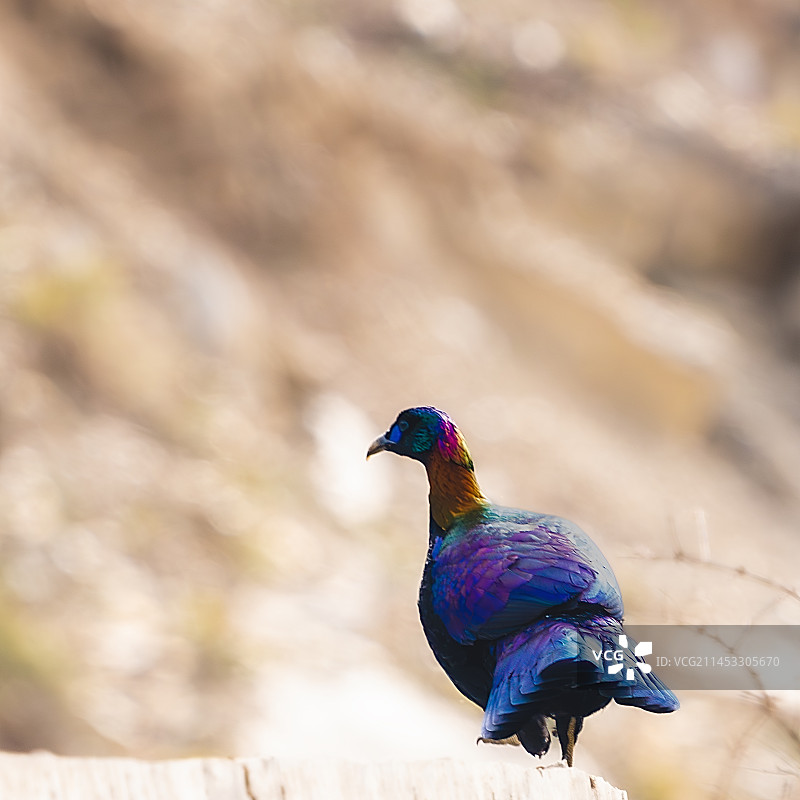 逍遥天鸟图片素材