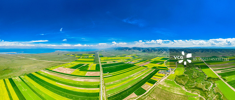 青海湖油菜花图片素材