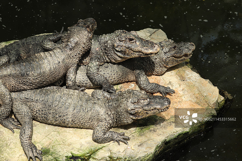 漂亮的扬子鳄图片素材