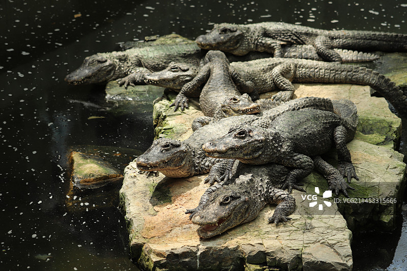 漂亮的扬子鳄图片素材
