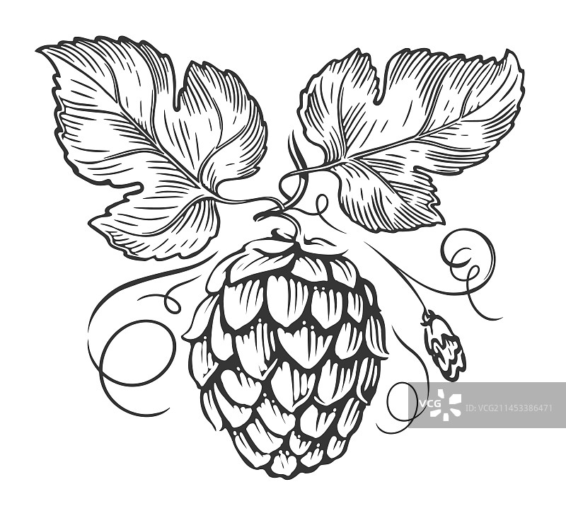 啤酒花枝和叶子雕刻风格啤酒花图片素材