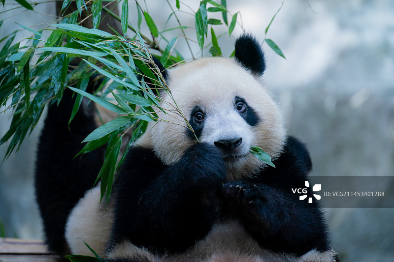 大熊猫熊猫幼崽国宝吃竹子萌态十足图片素材