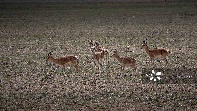西藏阿里的藏原羊图片素材