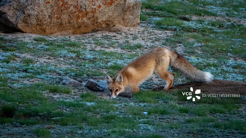 捕猎中的小藏狐狸图片素材