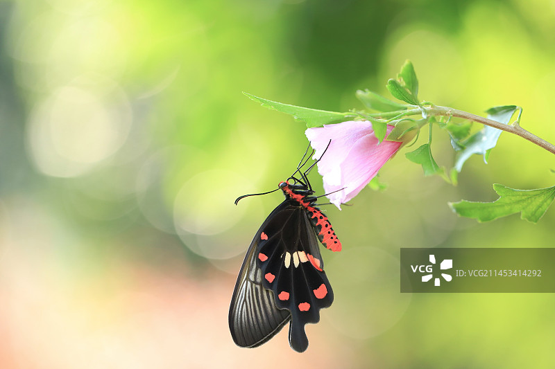 木槿花上的红珠凤蝶图片素材