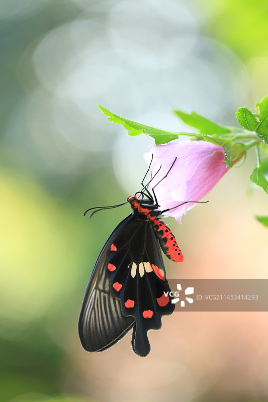 木槿花上的红珠凤蝶图片素材