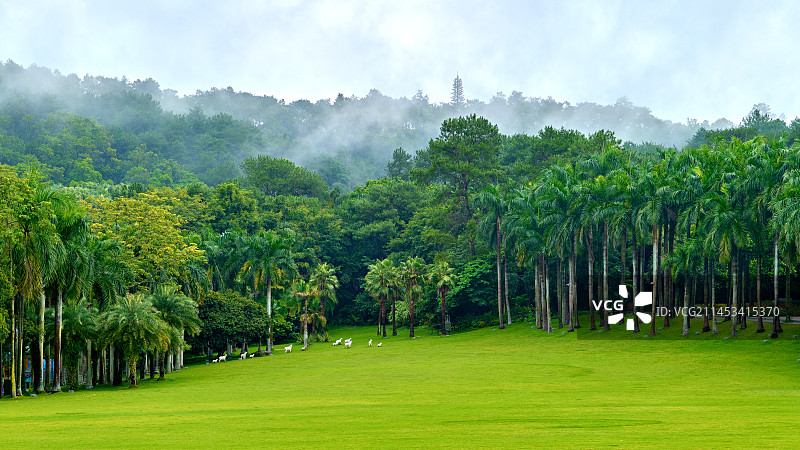 雨后的南宁青秀山图片素材