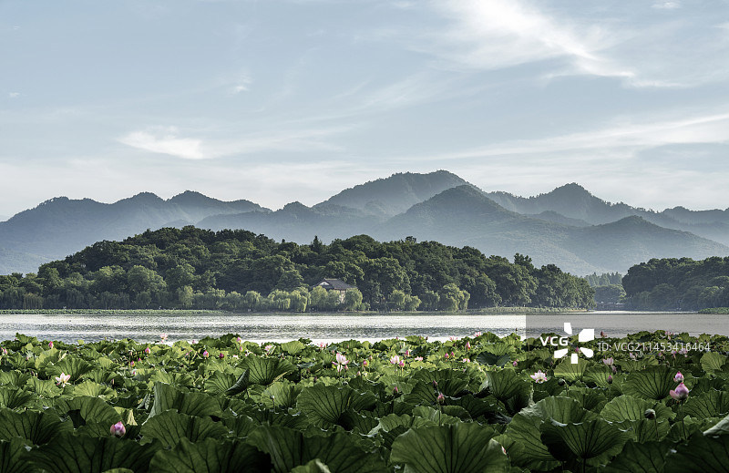 杭州西湖夏季荷花与荷叶图片素材