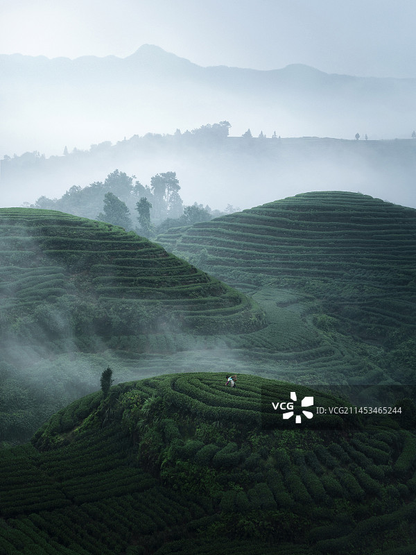 云雾绕茶山图片素材